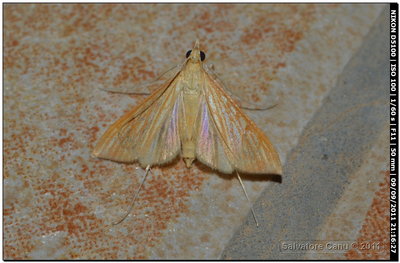 Crambidae, Antigastra catalaunalis